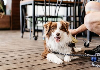 dog-friendly cafes