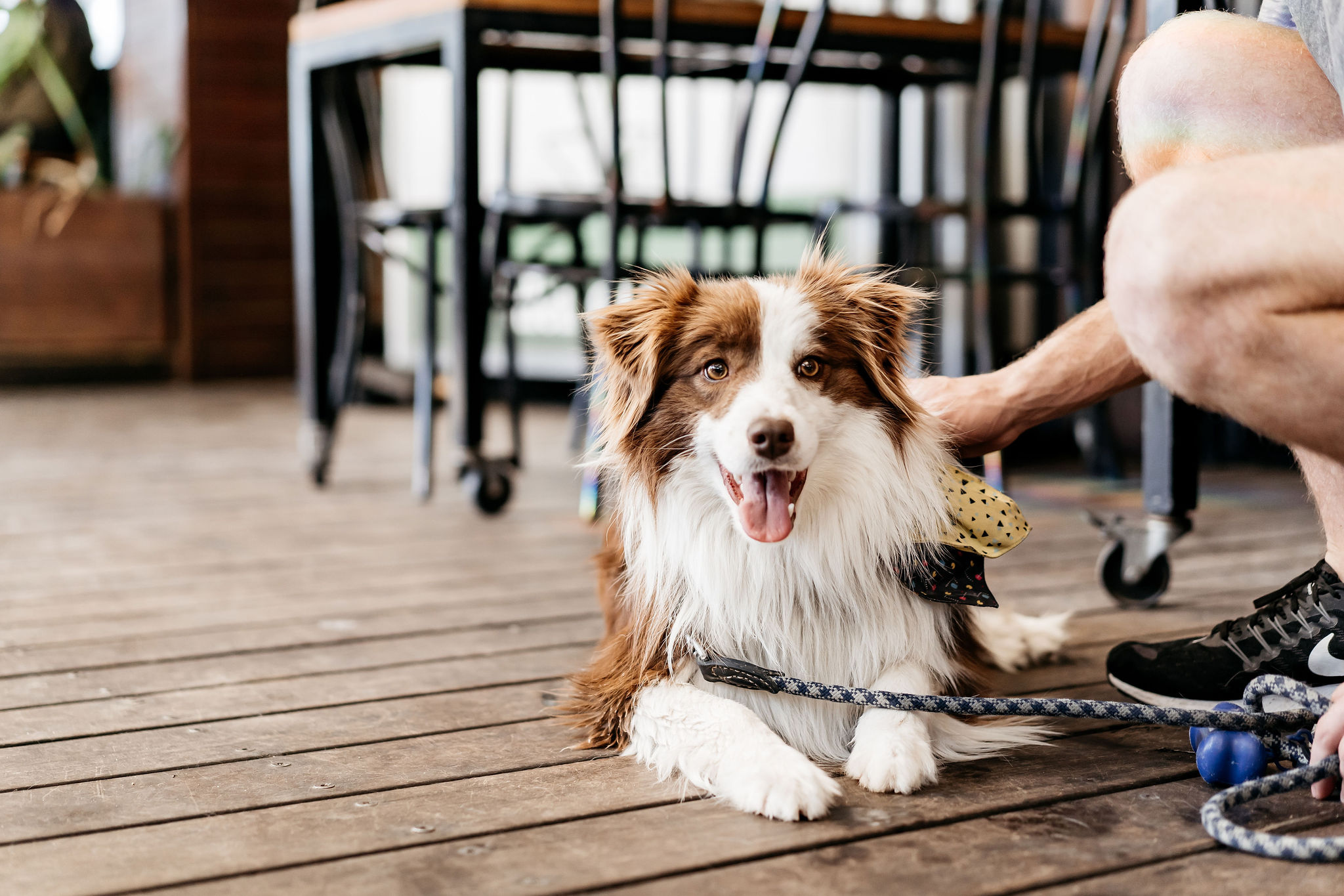 dog-friendly cafes