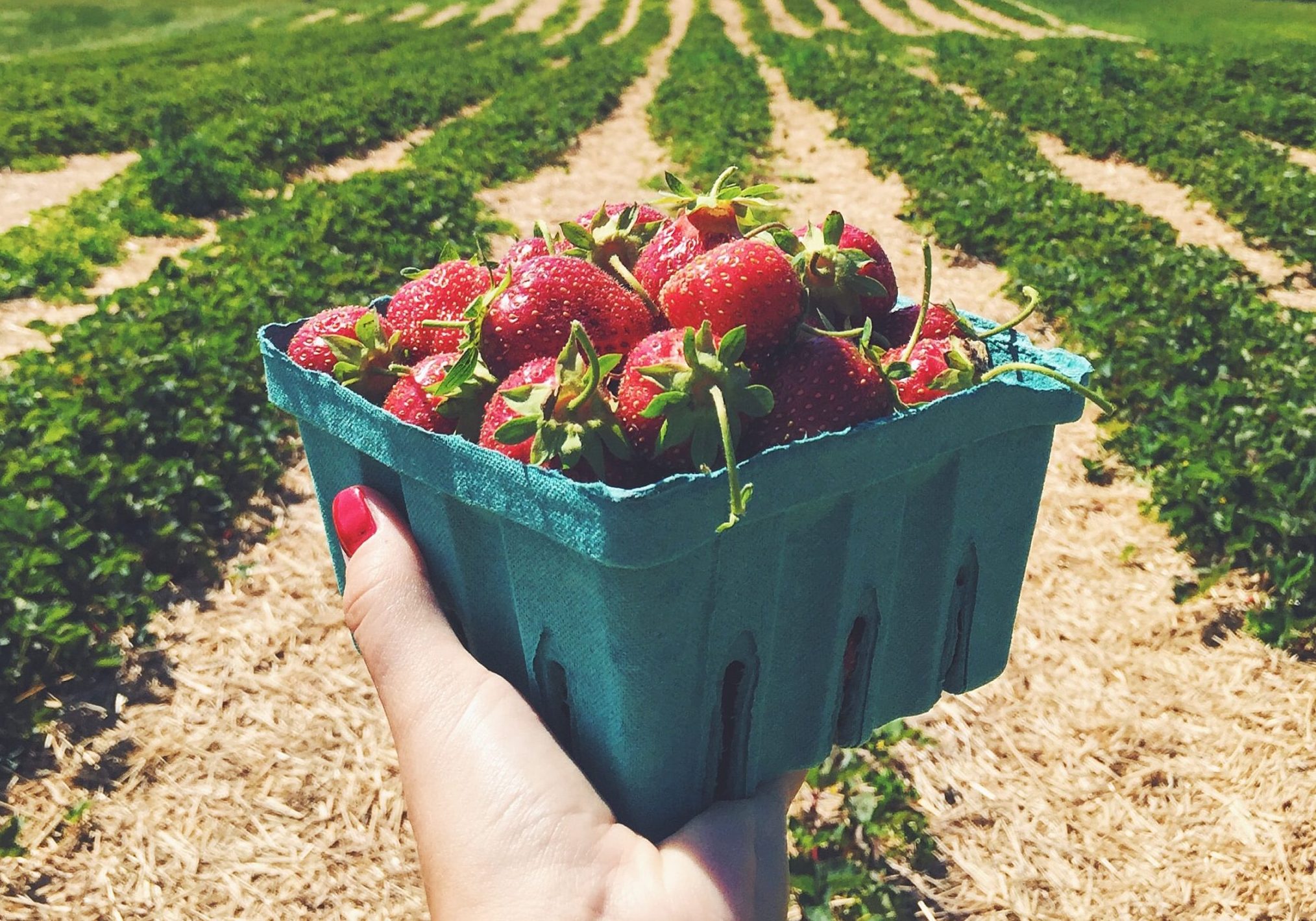 It’s berry season, here are some places to pick your own Forte Magazine