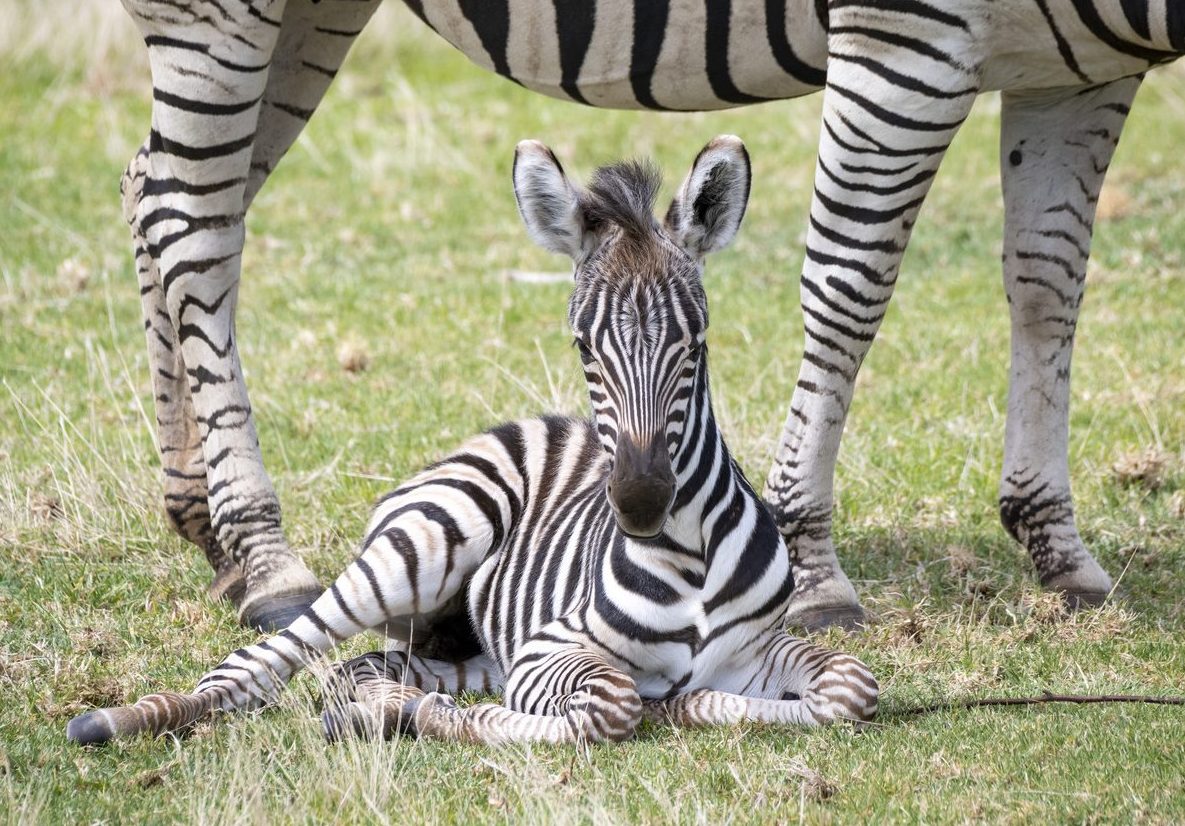 An adorable baby zebra and 11 antelope calves have been born at
