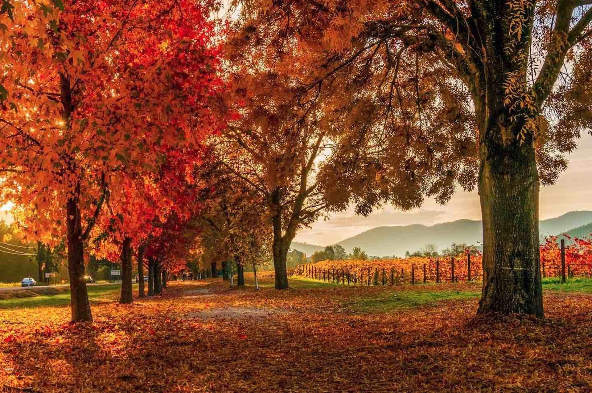 best places to visit autumn victoria