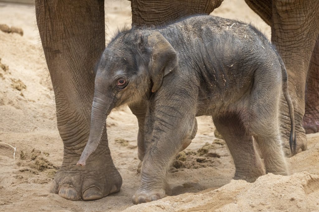 An adorable baby elephant calf was born at Melbourne Zoo overnight ...