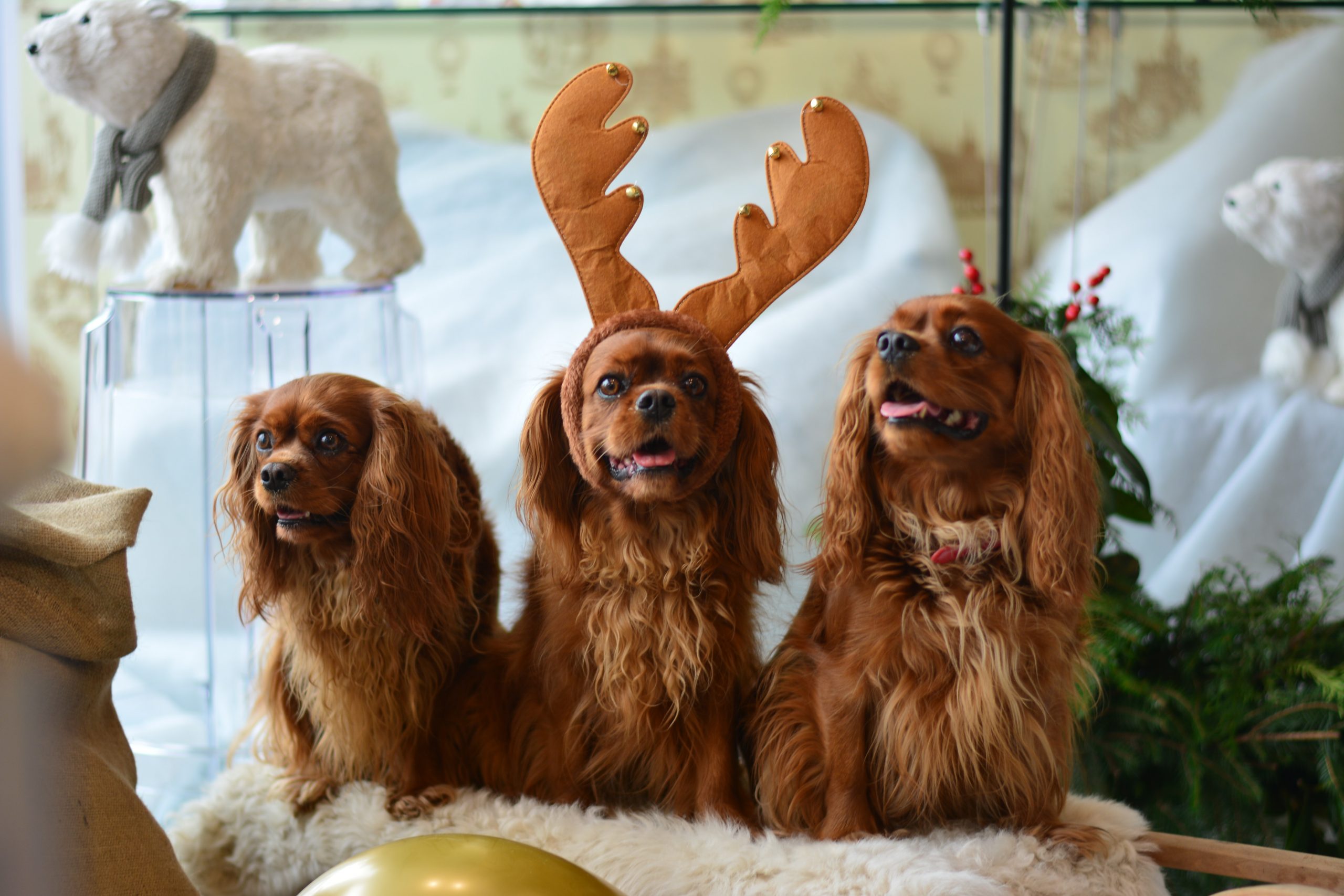 you-can-get-free-pet-santa-photos-across-the-geelong-region-in-2022