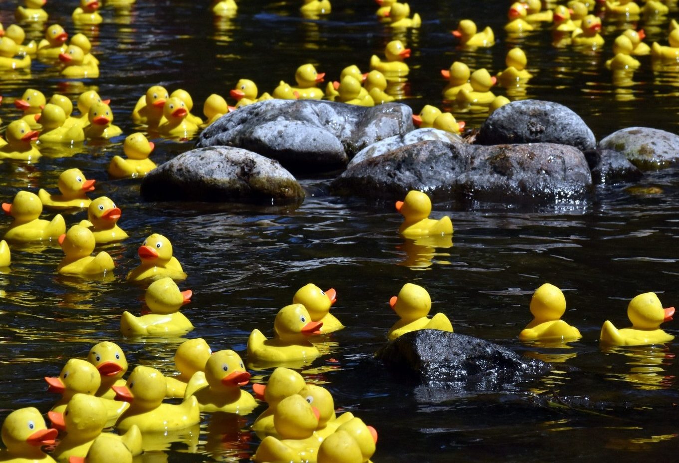 Barwon Heads' annual Barwon River Duck Race returns for Easter 2023