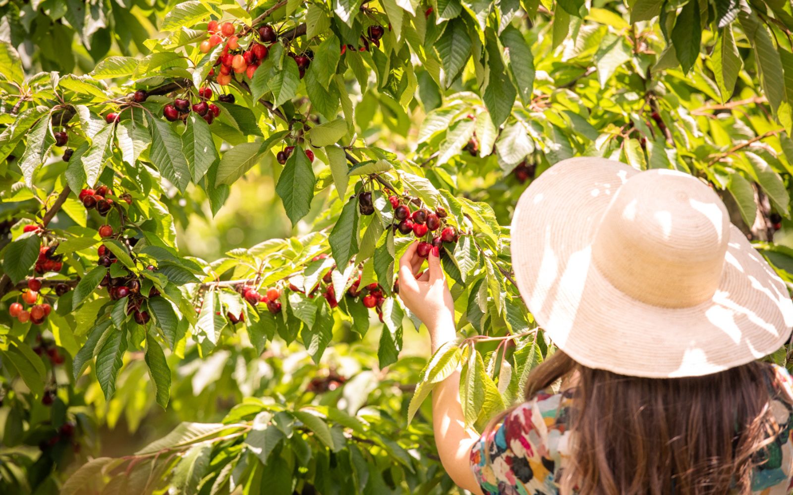 Victorian cherry season is back so you can enjoy this beloved red fruit