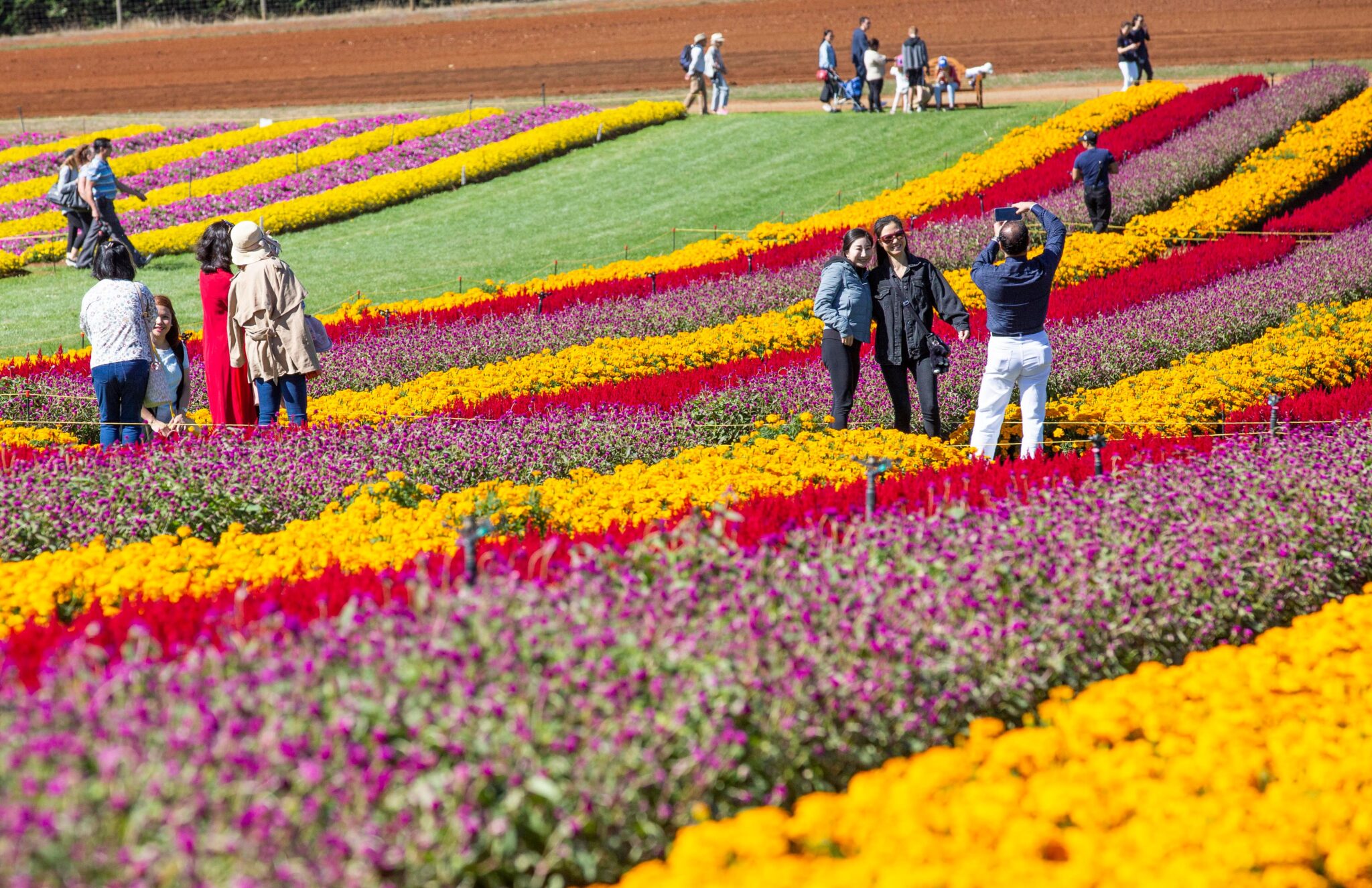 The stunning Tesselaar KaBloom Festival of Flowers returns to Dandenong ...