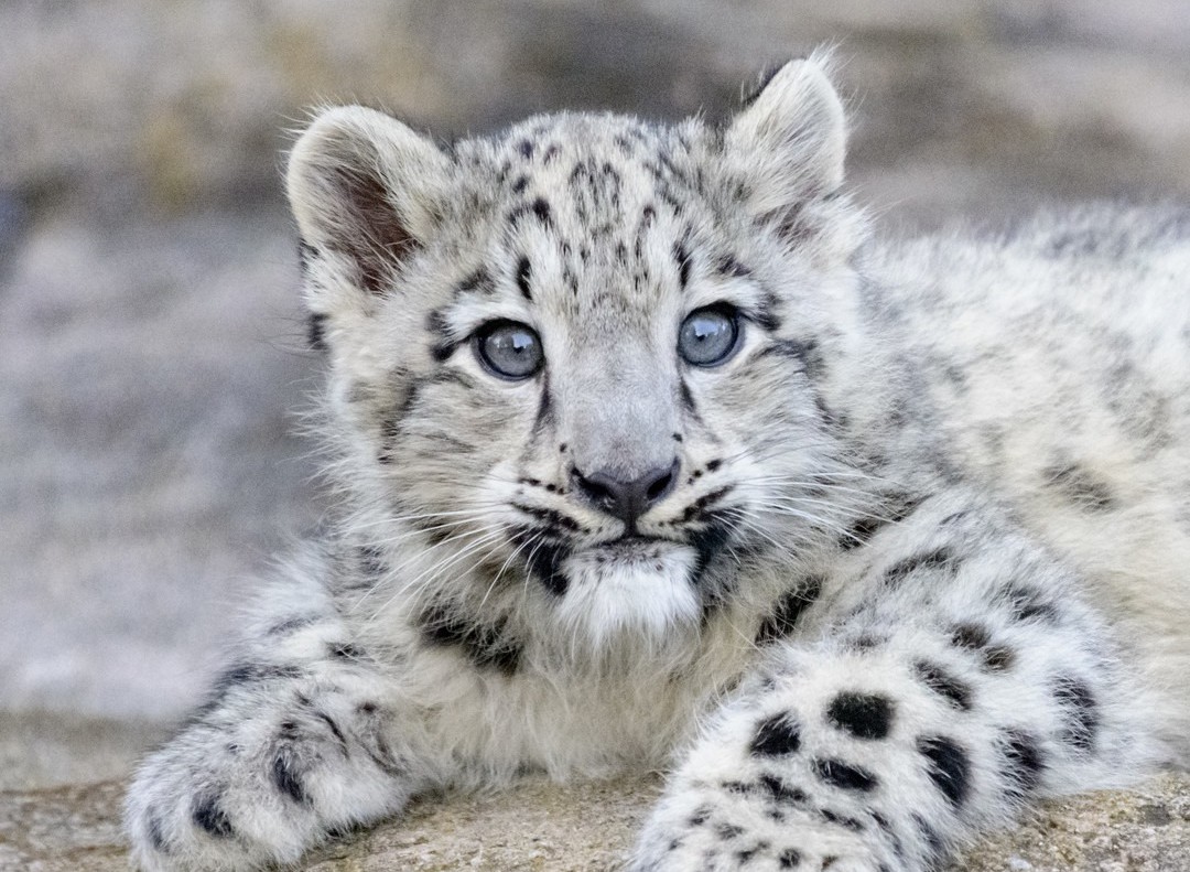 Melbourne zoos are still live-streaming their adorable animals | Forte